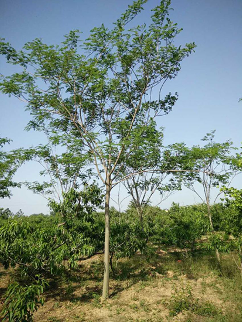 點(diǎn)擊查看詳細(xì)信息<br>標(biāo)題：合歡 閱讀次數(shù)：3335